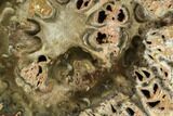 Petrified Seed Fern (Rhexoxylon) Slab - Zimbabwe #112028-1